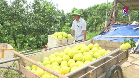 Bảo hộ chỉ dẫn địa lý giúp người dân thoát nghèo