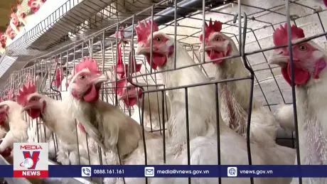 WHO nhận định về dịch cúm gia cầm H5N1