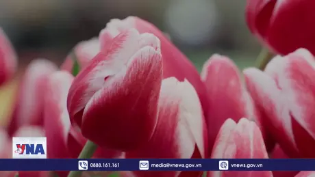 Rực rỡ Ngày hoa Tulip 2025 tại Hà Lan